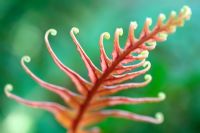 Lygodium microphyllum - Small-leaf climbing fern