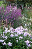 Late border with Phlox, Lythrum and Persicaria amplexicaulis 