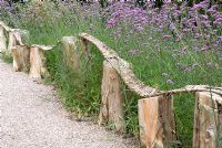 Verbena bonariensis with tree stumps and woven fence by gravel path at Ness Botanical Gardens, Cheshire