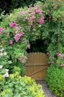 Rosa 'Super Dorothy' growing over archway in cottage garden 