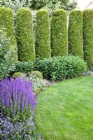 Clipped Thuja hedge
