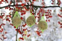 Three fat balls hanging in a crab apple tree in winter