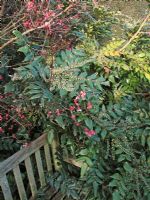 Scented winter flowering shrubs next to a wooden bench - Mahonia japonica with Viburnum x bodnantense                               