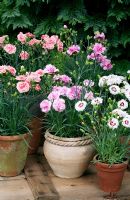 Dianthus 'Coconut Sundae' with 'Iced Gem' and 'Coral Reef' in clay pots