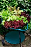Mixed lettuce varieties growing in the tray of a mobile barbecue where they remain slug free - Lettuces 'Gaillarde' with 'Lollo Rosso', 'Marvel of four Seasons' and 'Balmoral'