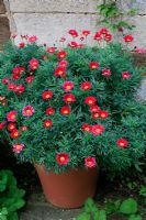 Argyranthemum 'Starlight' growing in a terracotta pot