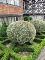 Clipped, variegated Rhamnus alaternus 'Argenteovariegata', set in a pattern of clipped box hedging that reflects the pattern on the timber building behind - Lord Leycester Hospital, Warwick                               