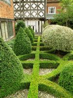 Clipped, variegated Rhamnus alaternus 'Argenteovariegata', set in a pattern of clipped box hedging that reflects the pattern on the timber building behind - Lord Leycester Hospital, Warwick 
                     