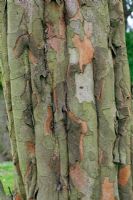 Cydonia oblonga - Fluted trunk and flaking bark of Pear Shaped Quince