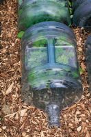 Recycled plastic water cooler bottles cut in half and used as cloches over early vegetables, home made bark chips forming a dry path 