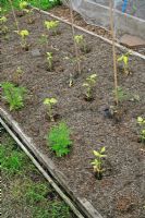 Beans, tomatoes and Tagetes planted in a timber edged bed, mulched with mineralised straw known as 'strulch'
