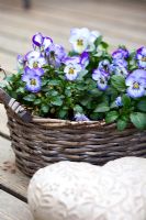Viola x wittrockiana in Spring basket display 
