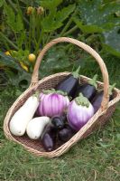 Basket of Aubergines including 'Rosa Blanca', 'Bonica' and 'Snowy'