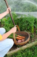 Female gardener with trug of fresh carrots and potatoes, showing carrot crop under enviromesh - anti carrot fly netting
