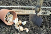 Healthy garlic cloves ready for planting, with garden line ruler and trowel, October
