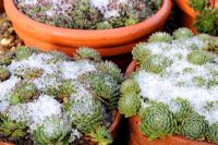 Sempervivum in pots with a light covering of snow, November