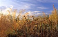 Ornamental grasses including Cortaderia and Filipendula in late autumn border at Marchants, Sussex