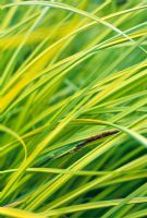 Carex elata 'Aurea' - Bowles' Golden Sedge