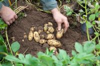 Harvesting potatoes 'Kifli'