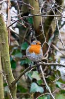 Robin perched on a tree branch