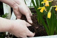 Mulching a Spring container