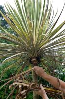 Removing dead leaves from a Cordyline australis 