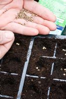 Clump sowing spinach 'Tarpy' into plant cells