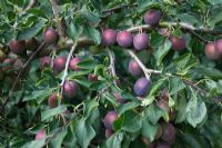 Prunus domestica 'Reine-claude Noire' - Plum close up of ripening fruit