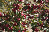 Malus domestica 'Neville Copeman' - Ornamental Apple tree with fruit