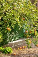 Painted metal bench beneath apple tree
