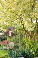 Wooden bench in country garden, Acer negundo in flowerbeds 
