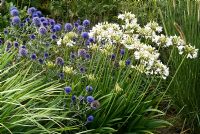 Echinops ritro 'Veitch's Blue', Agapanthus 'Podge Mill' and Pennisetum macrourum - Marchants Nursery, East Sussex