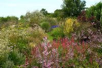 Borders of perennials and grasses including Thalictrum, Persicaria amplexicaulis, Sanguisorba, Tulbaghia, Agapanthus and Miscanthus sinensis - Marchants Nursery, East Sussex