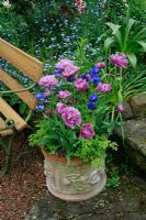 Paeony flowered Tulipa 'Blue Diamond' planted with Anemone coronaria in a weathered terracotta pot 
