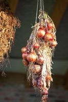 Bunch of onions hanging up to dry 