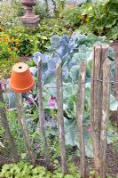 Vegetable plot with terracotta pot on fence