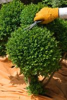 Pruning Buxus - Box topiary with Japanese topiary clippers