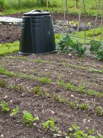 Allotment with compost bin and rows of seedlings in Spring