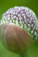 Allium 'Ambassador' bud opening