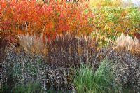 Millenium Borders at Wisley, in autumn. Pennisetum macrourum, Eryngium giganteum 'Silver Ghost, Veronicastrum, Calamagrostis brachytricha. Cotinus 'Flame' and Rhus chinensis behind.