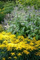 Solidago 'Laurin' in late summer border