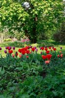 Dutch garden with Tulipa 'Purple Prince', Tulipa 'Princesse Charmante' and Tulipa 'Princess Irene' planted in borders.