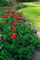 Dutch garden with Tulipa 'Purple Prince', Tulipa 'Princesse Charmante' and Tulipa 'Princess Irene' planted in borders.