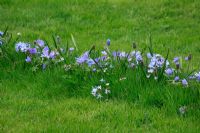 Anemone blanda 'Blue Shades', Muscari azureum, Chionodoxa luciliae planted in a line in the lawn.