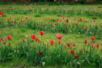 Dutch spring garden with Tulipa 'Bastogne', Tulipa 'Dyanto', Tulipa 'Kingsblood', Tulipa 'World Expression', Tulipa 'Darwin- Hybrid', Tulipa 'Grand Perfection Triumph', Tulipa 'Miss Holland', Tulipa 'Couleur Cardinal' and Tulipa 'Red Present' planted in lines in the lawn