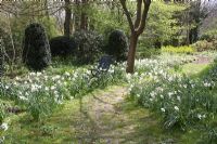 Path through drifts of Narcissus in meadow garden, Holland
