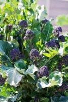 Brassica oleracea - Purple sprouting Broccoli 'Redhead'