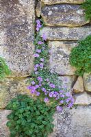 Aubretia 'Doctor Mules' growing in dry stone wall