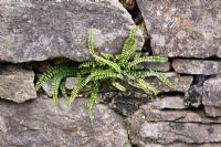 Asplenium trichomanes growing naturally on a Cotswold stone wall