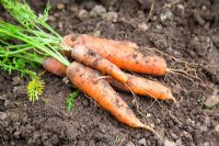 Daucus carota - Carrot 'Bangor'